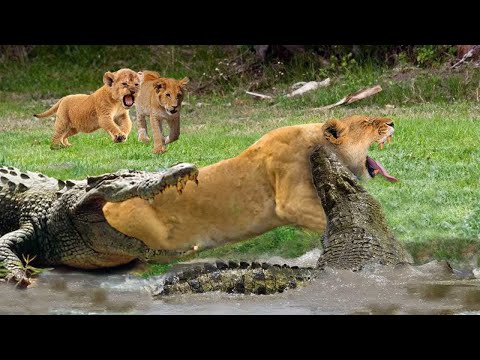 Löwenmutter opfert sich, um ihre 2 Löwen Babys über den Fluss zu retten