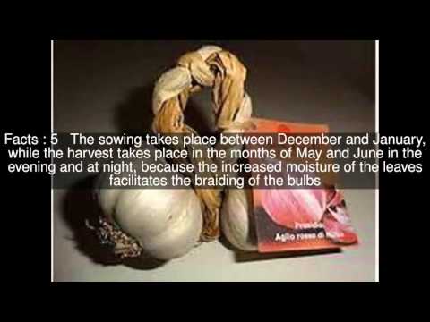 Aglio Rosso di Nubia Top  #9 Facts