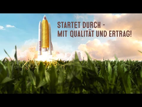 Mais LG 31.219 - frühe Mais Doppelnutzungssorte für Ertrag und Qualität