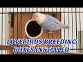 Lovebirds Breeding Boxes Installed ll Nesting Material ll Season 2022-2023