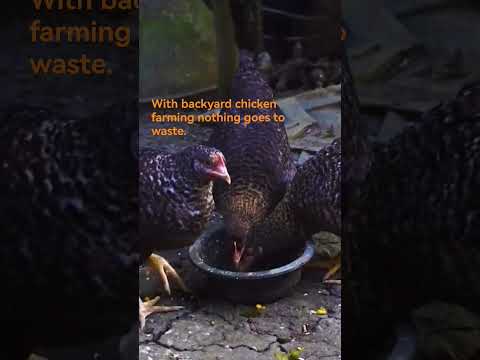 Broiler Chicken Farming broilerchicken poultryfarming chicken poultrymanagement