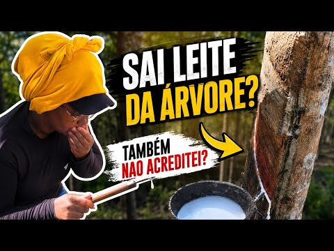 Tirando Leite da Árvore? Conheça a Seringueira! E fazendo teste para trabalhar 😱