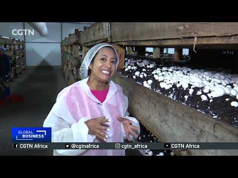 Commercial mushroom farming gains momentum in South Africa