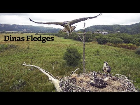 Dinas Fledges