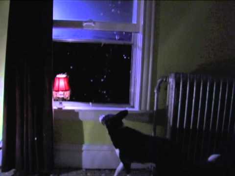 Смотреть видео на alushta24.org