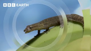 These Female Lizards Lay Eggs Without Mating | South Pacific | BBC Earth