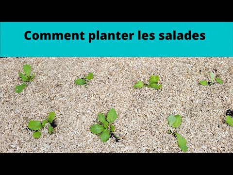 , title : 'Comment planter et entretenir les salades au potager'