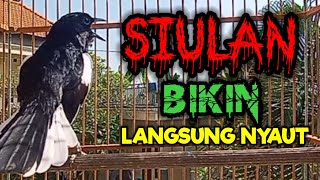 Download lagu SIULAN KACER GACOR BIKIN BUKOR MEMANCING EMOSI KACER LAWAN PAGI HARI AGAR CEPAT NYAUT BUNYI GACOR mp3