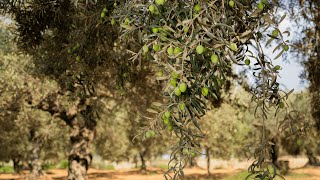OLIVE OIL HARVEST