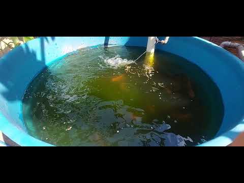 Tilápias Horizonte ce