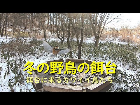 冬の餌:鳥が一番好むもの 自然と動物
