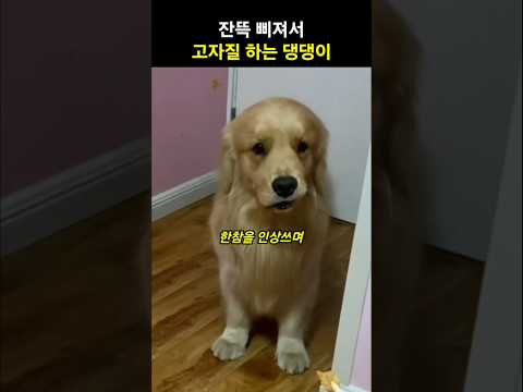 삐져서 엄마한테 고자질 하는 댕댕이