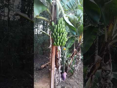 Uma bananeira que deu cacho 🍌.       Contenda Paraná Brasil