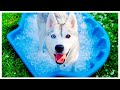 HUSKY Gets Her Own Ice Pool For The FIRST Time