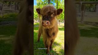 Download lagu Mooo - Suara anak Sapi #shorts #sapilucu #cowfarm mp3