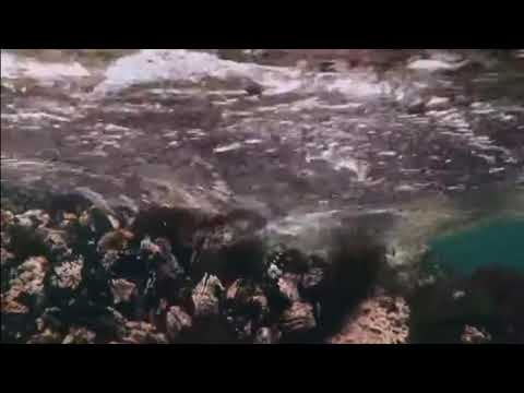 CIENCIA EN FUEGO- PROGRAMA 8/ FLORA DE TURBERAS DE TIERRA DEL FUEGO