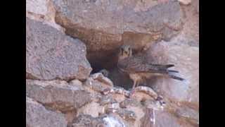 preview picture of video 'Une famille de faucons crécerelles s'installe au clocher du village'