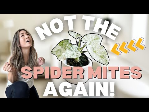 Spider Mites ATTACKED my Houseplants | Plant Chores | Houseplant Care Routine + Tips