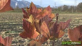 Herbstfärbung der Johannisbeere Ribest Violette 