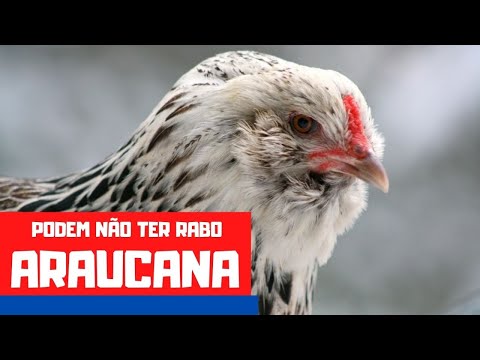 , title : 'RAÇA DE GALINHA ARAUCANA | galinha de ovos azuis e verdes'