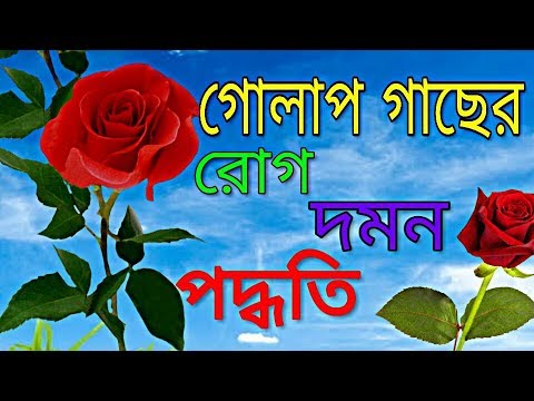 গোলাপ গাছের মারন রোগ ও পোকা দমনের উপায় সম্বন্ধে জানতে ভিডিওটি দেখুন Video