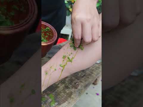 Lá Bàng thần dược chữa viêm da cơ địa tại nhà dễ làm | TÂY BẮC TV #shorts