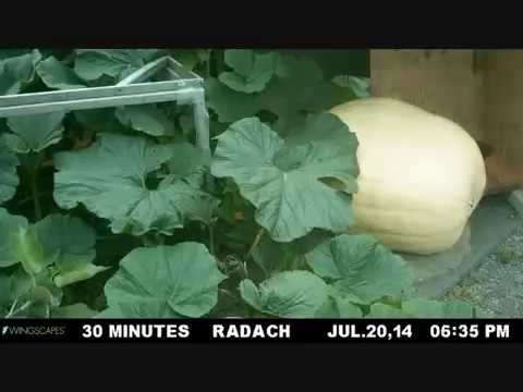 Here's A Stunning Time Lapse Of A Pumpkin Growing From A Seed To 1223 Pounds