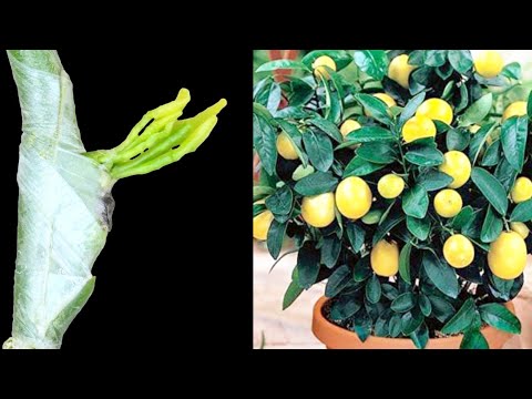 How to graft citrus plants //Grafting Citrus Trees with the Patch Bud