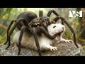 INSECTOS MORTALES Los Más Letales De La Naturaleza Documental Animales