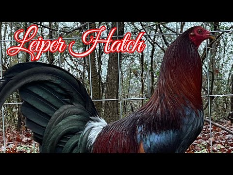 Leiper Hatch Cecil Davis Kelso Sweater Dan Gray Roundhead Beautiful Birds Big Farm Antonio Deras