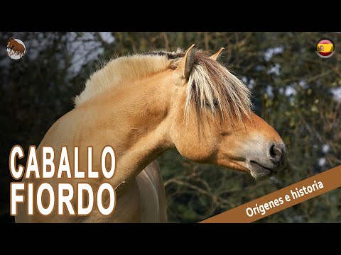 , title : 'CABALLO FIORDO, los caballos alguna vez utilizados por los vikingos, ORIGEN DE LAS RAÇAS'