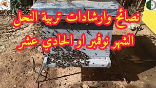 نصائح و ارشادات #تربية_النحل الشهر نوفمبر أو الشهر 11