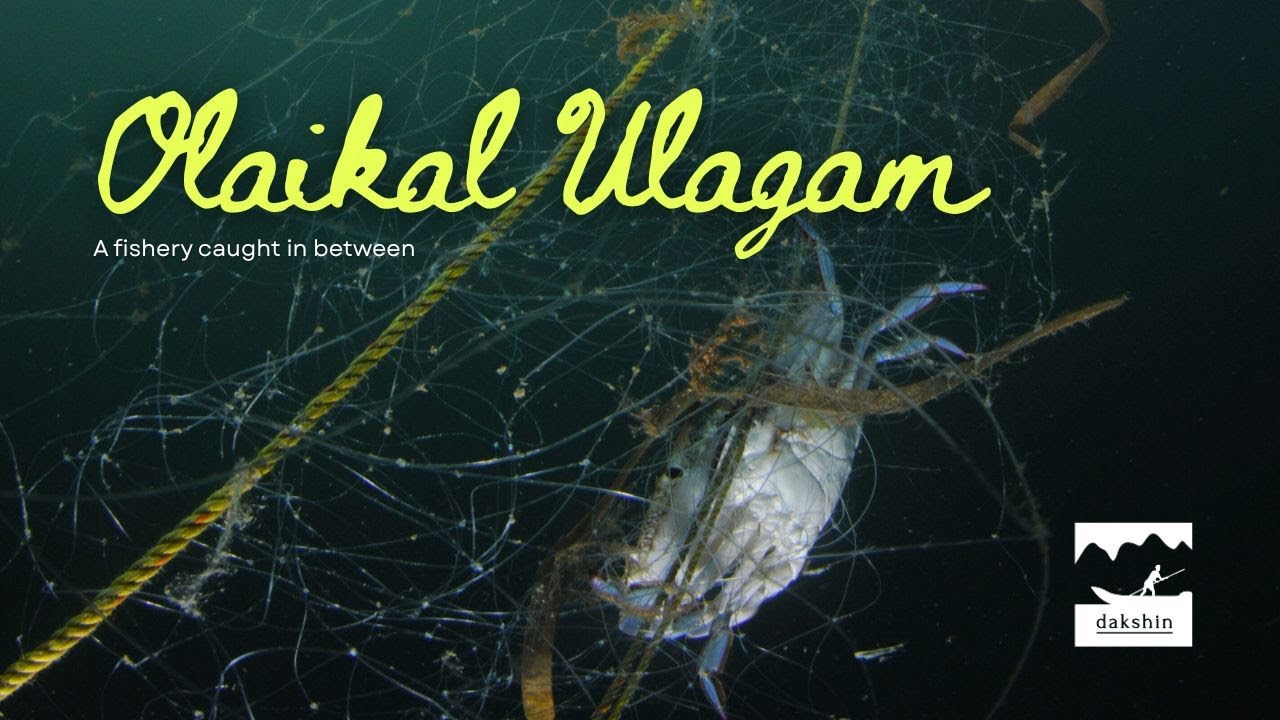 Olaikal Ulagam | Securing Palk Bay’s Blue Crab Fishery