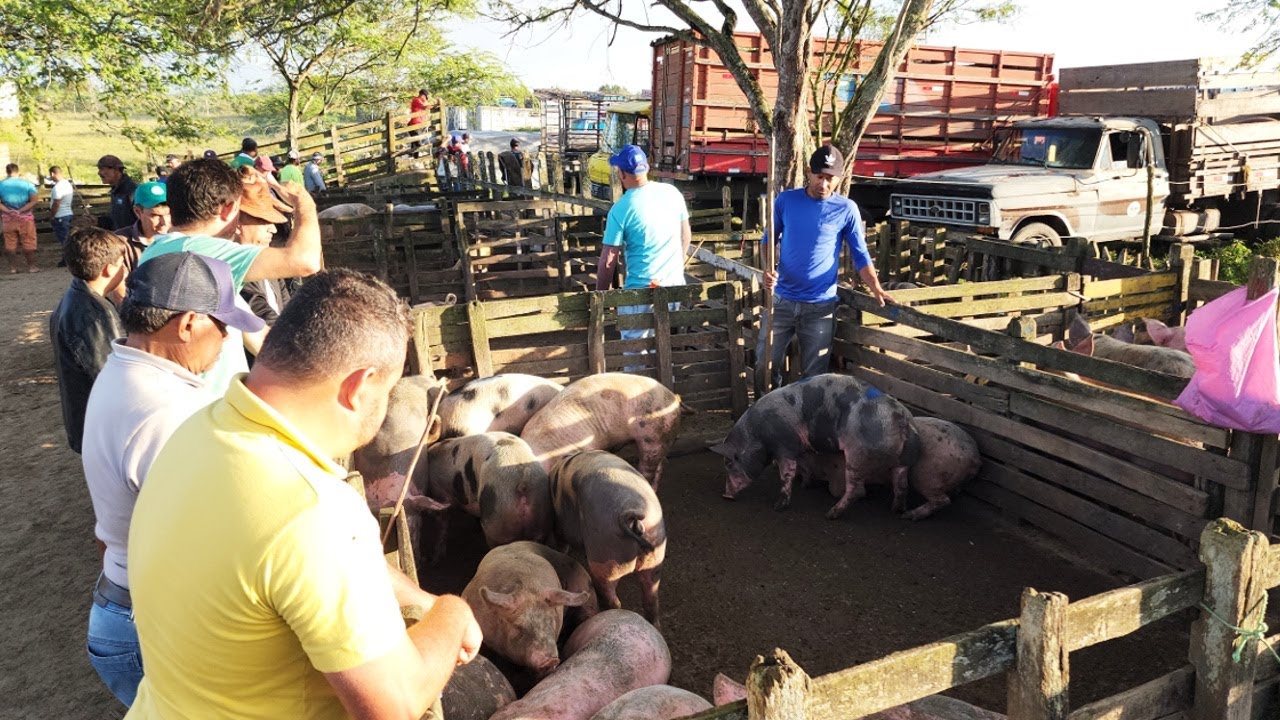 SUÍNOS DE R$ 90 SÓ EM CACHOEIRINHA-PE, ALÉM DE CAPRINOS E OVINOS  04-07-2024  #nordeste