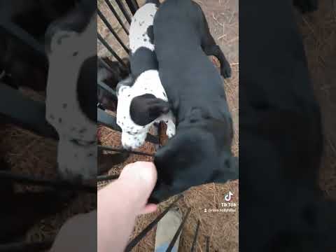 Patch, an adoptable Dalmatian & Labrador Retriever Mix in Walterboro, SC_image-1