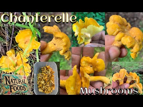 Chanterelle Mushrooms, scientific name: Cantharrellus lateritius