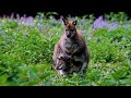 Kangaroo Kids Joeys At Brookfield Zoo