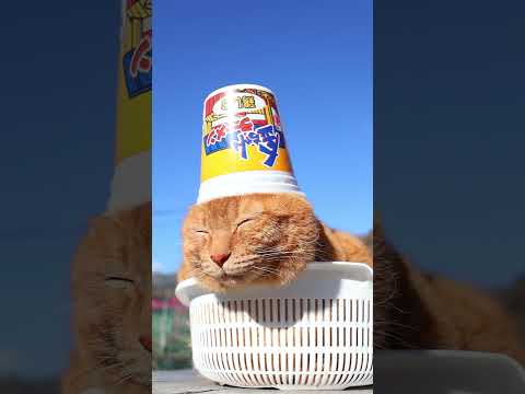 youtube-動物記事1970/01/01 09:00:00