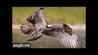 Maine · Audubon Osprey Boat House live stream