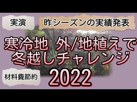寒さや霜から木を守るために冬のベールを掛けるにはどうすればよいですか？  庭園