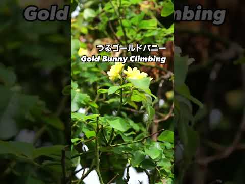 黄色のブドリア 'サンゴールド' 植物