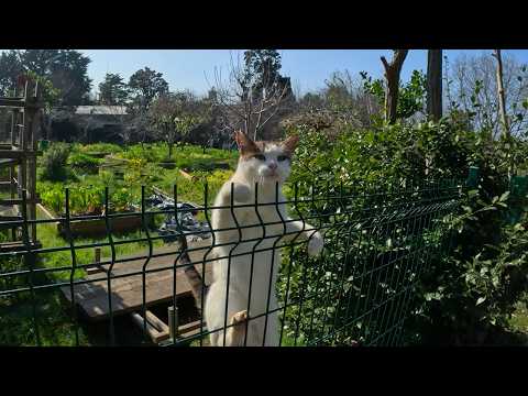How a Stray Cat I've Known for 5 Years Greets Me Every Time