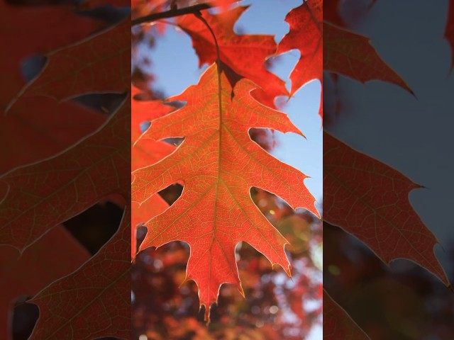 Дуб красный 'Quercus rubra'