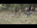 Man Punches Kangaroo In The Face To Rescue His Dog