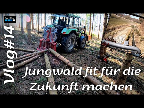 Vlog #14 Durchforstung Jungwald Fichte Brennholz Holzrücken