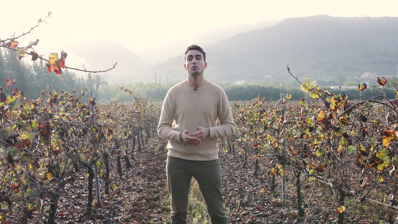 Nuova minaccia per la viticoltura mediterranea: Jacobiasca lybica e Empoasca vitis