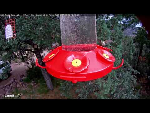 Male Calliope Hummingbird with Interesting Molt