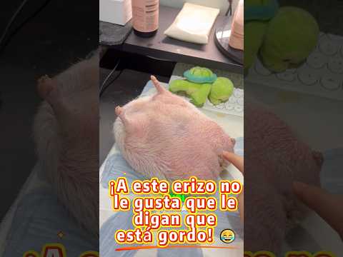 ¡Mi pequeño erizo y su mal humor! 💕😂 #foryou #pets