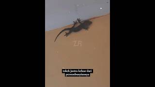 Download lagu Denger Suara Tokek? Ini Yang Sebenarnya Terjadi! mp3