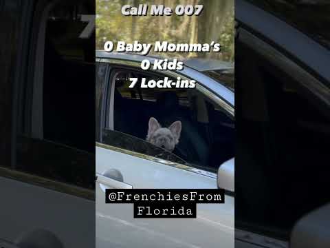 #007 #fluffyfrenchie #puppy #funny #reels